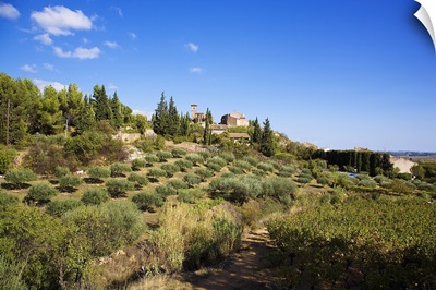 Olive Grove in Montouliers, Languedoc Roussillon, France