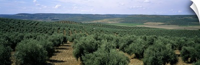 Olive groves in a field, Andalusia, Spain