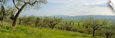 Olive orchard on a landscape, Assisi, Perugia Province, Umbria, Italy