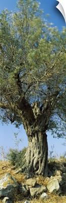 Olive tree in a field, Aegina, Saronic Gulf Islands, Attica, Greece