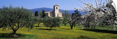 Olive trees and a cherry tree in front of a church, Lourmarin, Provence-Alpes-Cote d'Azur, France