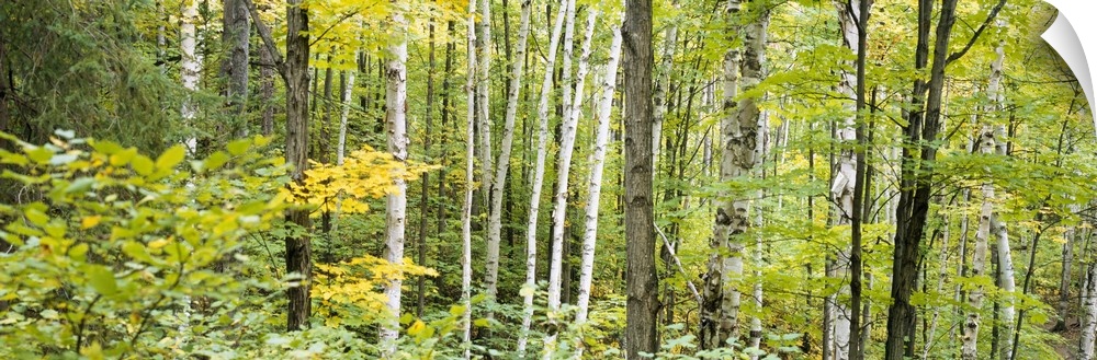 Panoramic photo of the up close view of a dense forest.