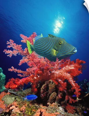 Orange Lined triggerfish (Balistapus undulatus) and soft corals in the ocean