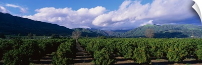 Orange Orchard Filmore CA