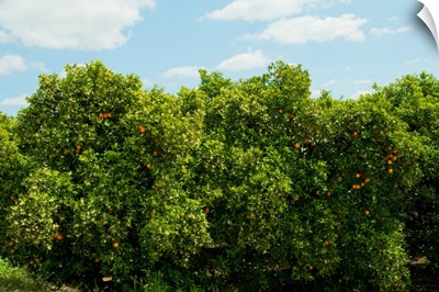 Orange trees in an orchard, Santa Paula, Ventura County, California