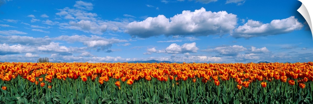 Panoramic photograph of tulip meadow with a cloudy sky above.