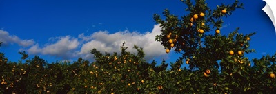 Oranges on Trees Ojai CA