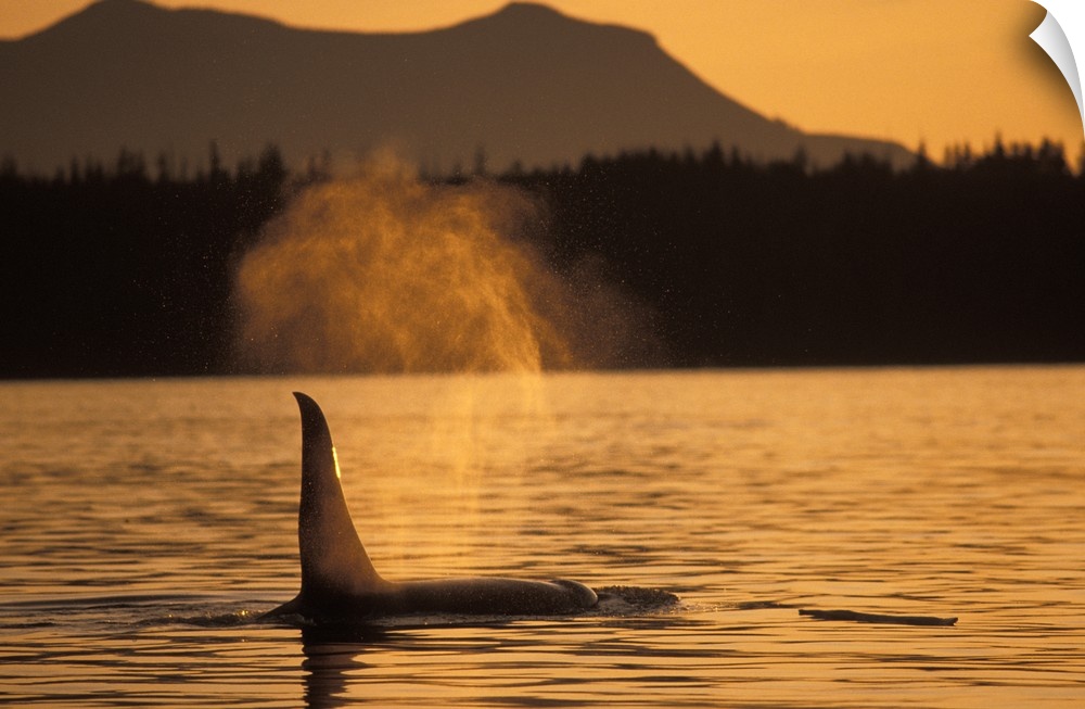 Photo on canvas of a whale's fin peeking out of the water at sunset with mountains in the background.