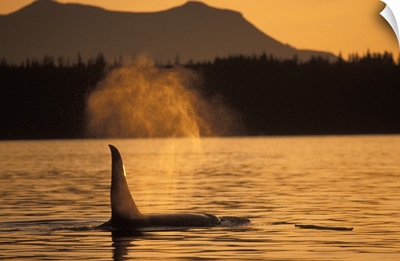 Orca Killer Whale Vancouver Canada