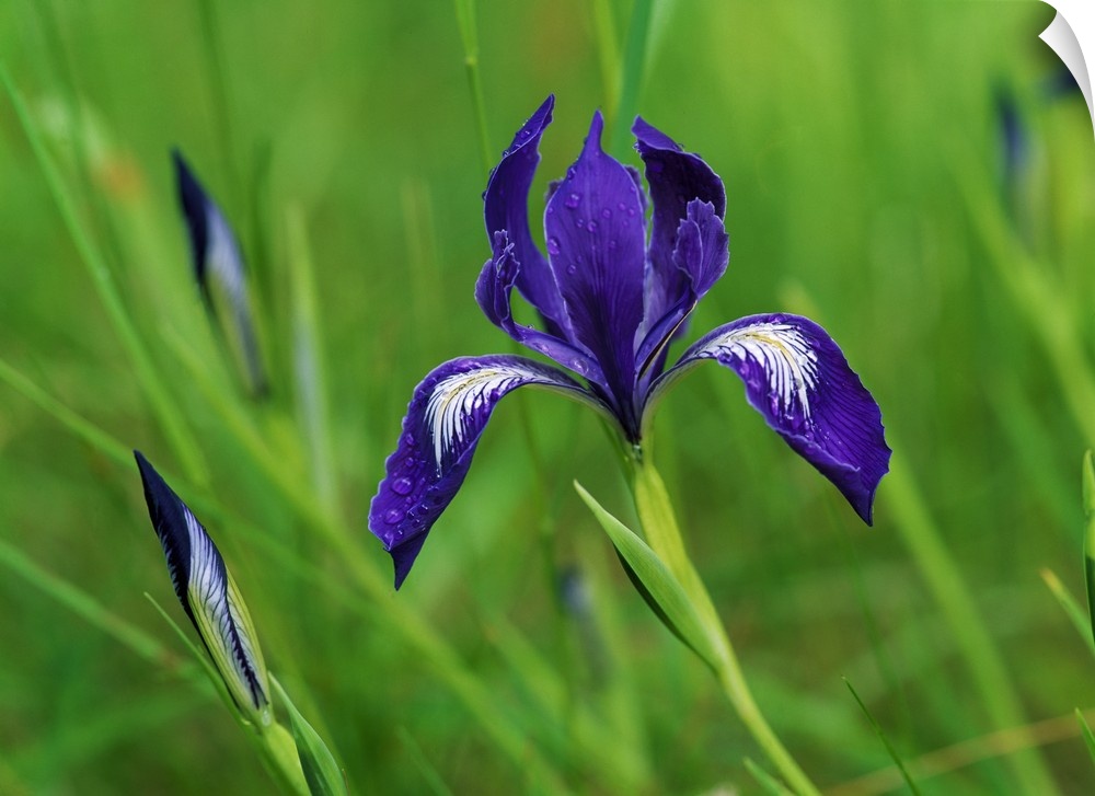 Horizontal, close up photograph of a blooming iris surrounded by several buds and long grasses in Oregon.