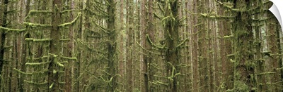 Oregon, Silver Falls State Park, Trees in the tropical dense forest