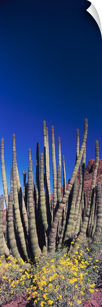 Organ Pipe cacti Stenocereus thurberi on a landscape Organ Pipe Cactus National Monument Arizona
