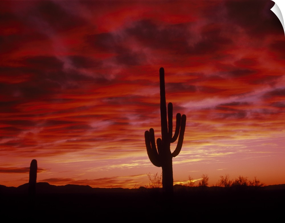 Silhouette of an organ pipe cactus at sunset in a desert in Arizona (AZ). Sky is full of vibrant colors.