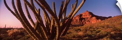 Organ Pipe cactus Stenocereus thurberi on a landscape Organ Pipe Cactus National Monument Arizona