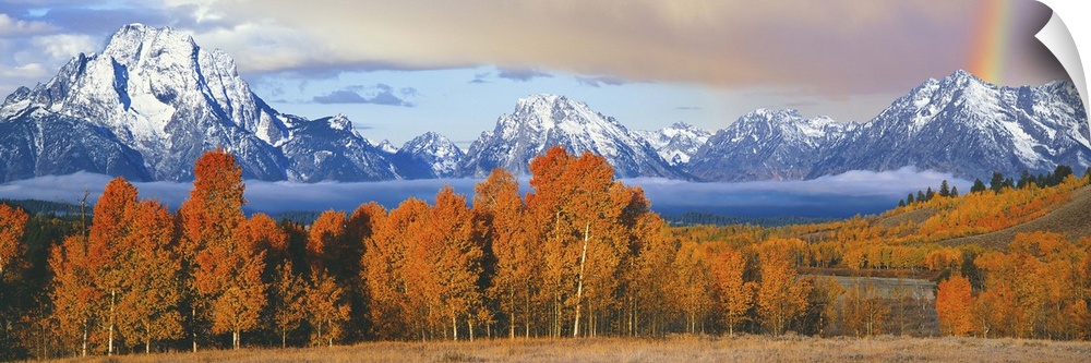 Autumn trees with mountain range in the background, Oxbow Bend, Teton Range, Grand Teton National Park, Wyoming, USA