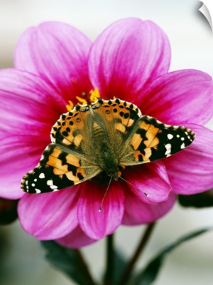 Painted Lady Butterfly On Dahlia Flower Blossom