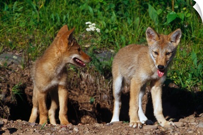 Pair of coyote pups standing side by side, Minnesota