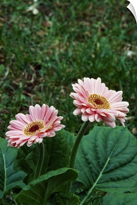 Pair of gerbera daisy flowers blooming.