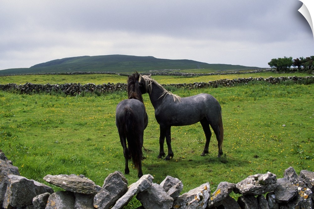 Giant horizontal photograph of two horses standing near each other in a green, grassy field surrounded by a rock fence, in...