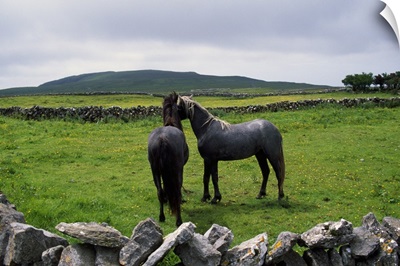 Pair of horses in rock fence-lined pasture, rural Ireland.