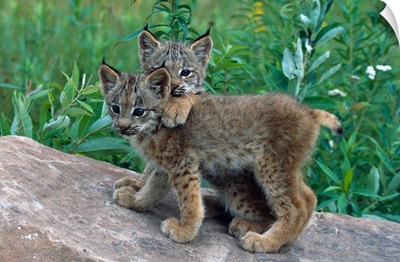 Pair of lynx kittens playing on rock, Minnesota