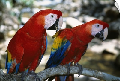 Pair of scarlet macaws on branch, Honduras.