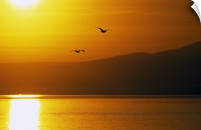 Pair of seagulls flying over Cook Inlet at sunset, water reflection, Alaska