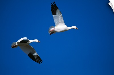 Pair of snow geese flying in blue sky, Bosque Del Apache, New Mexico