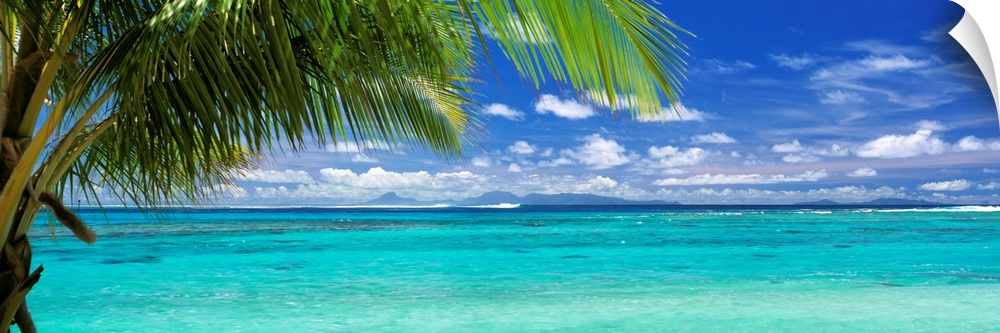 Panoramic photograph of a large palm tree waving over crystal clear ocean water under a bright blue sky.