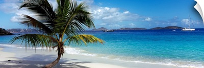 Palm tree on the beach, Salomon Beach, Virgin Islands National Park, St. John, US Virgin Islands
