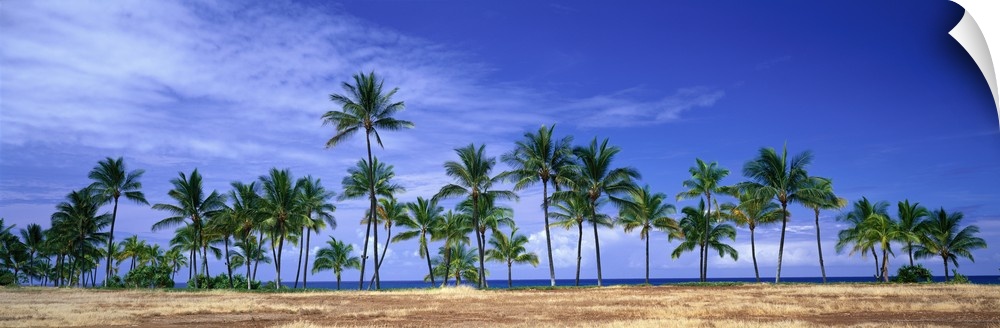 Panoramic of a row of palm trees lined up along the shore of Hawaii.