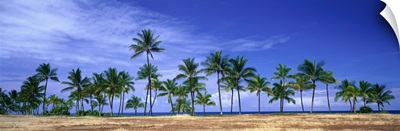 Palm Trees at Ko Olina Resort Oahu Hawaii