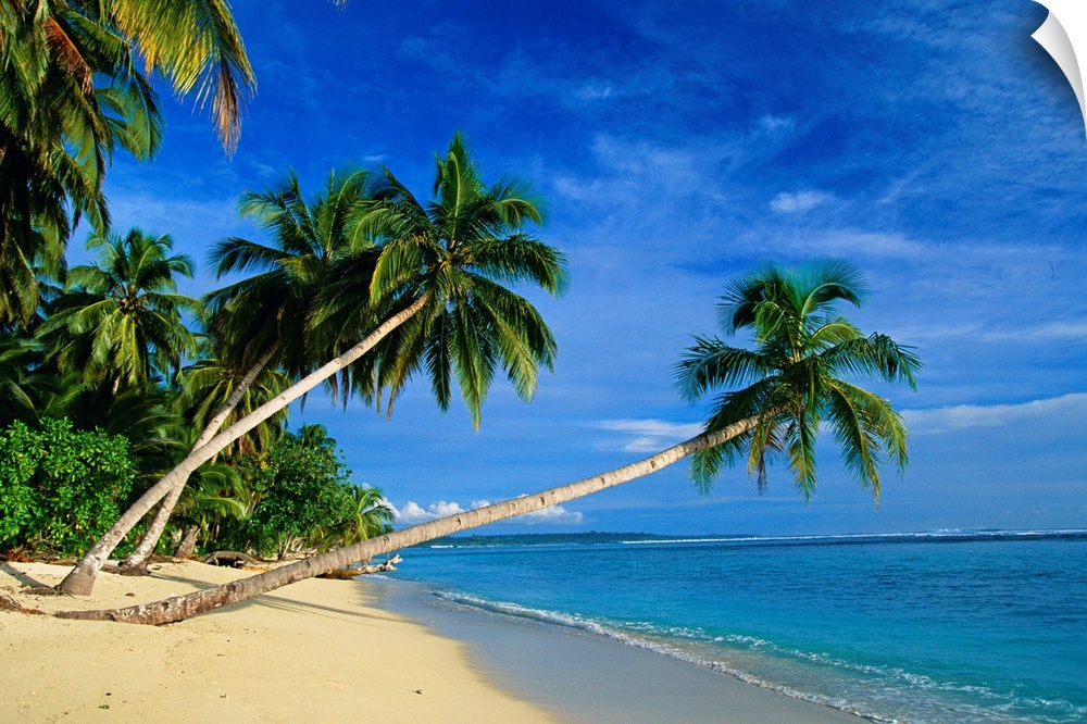 A beautiful photograph of palm trees leaning over the beach with the ocean water breaking onto the coast.