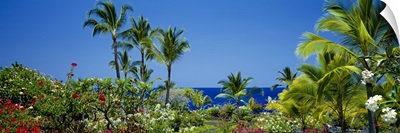 Palm trees in a garden, Tropical Garden, Kona, Hawaii