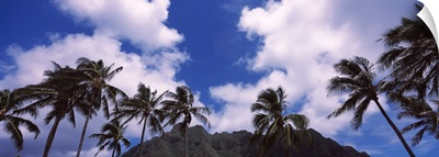 Palm trees, Koolau Range, Hawaii