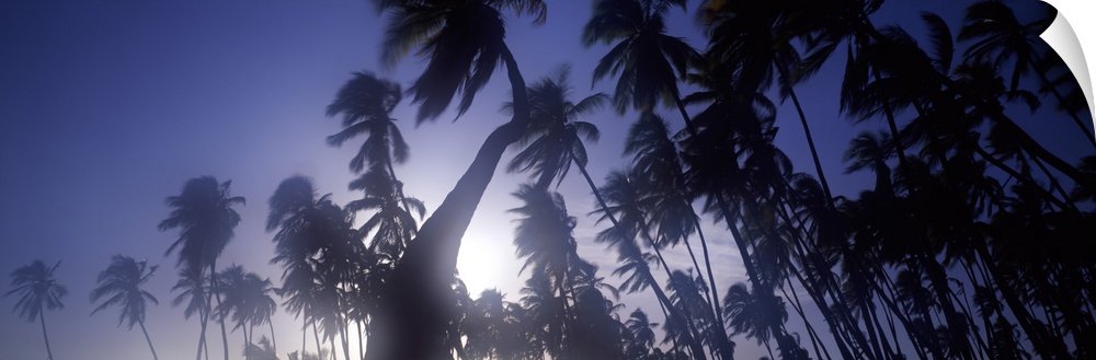 Palm trees, Molokai, Hawaii