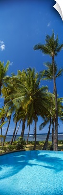 Palm trees near a swimming pool Maui Hawaii