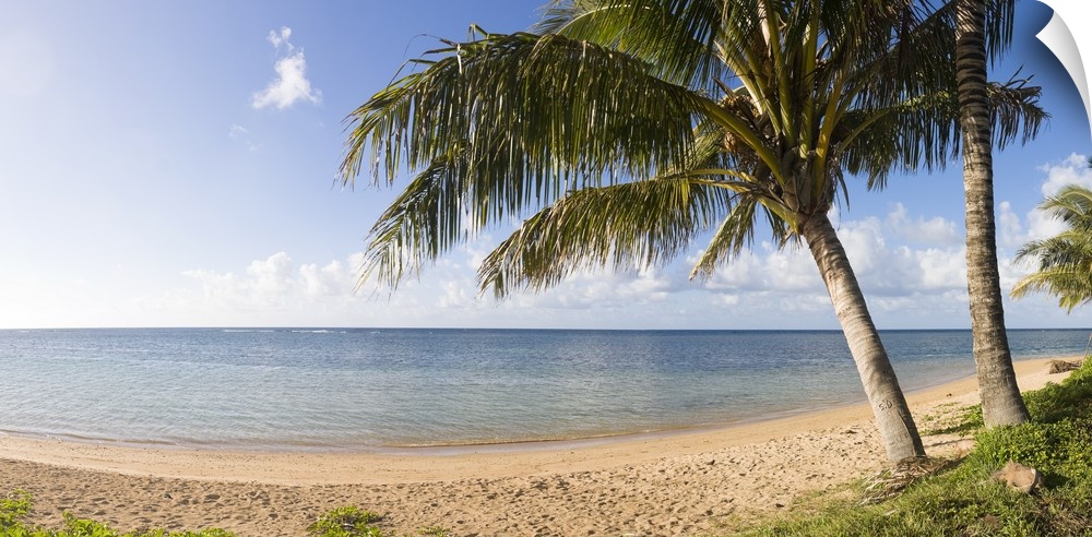 Panoramic photograph of seashore with huge trees under a cloudy sky.