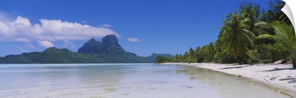 A panoramic photograph of a sandy beach crowded with palm trees  and rocky jungle mountains in the distance.