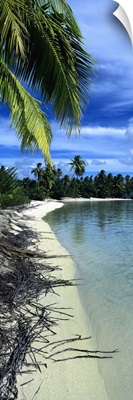 Palm trees on the beach, French Polynesia