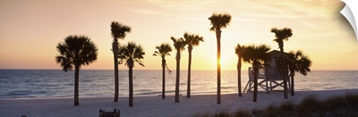 Palm trees on the beach, Gulf of Mexico, Lido Beach, St. Armands Key, Florida