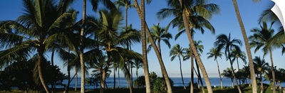 Palm trees on the beach, Hawaii