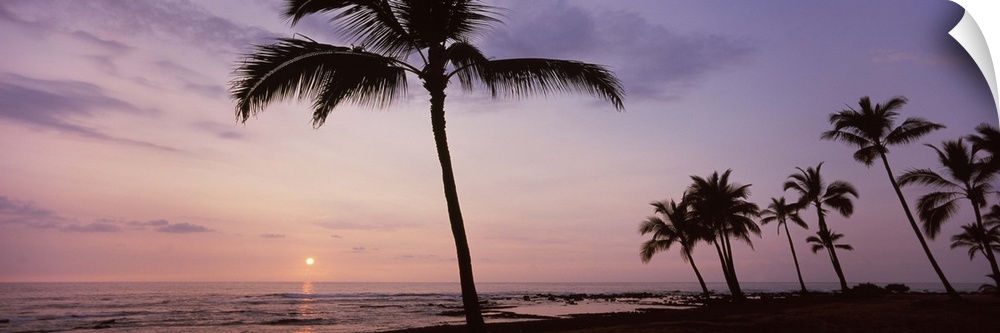 Palm trees on the beach, Keauhou, South Kona, Hawaii County, Hawaii, USA