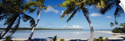 Palm trees on the beach, Mataiva, Tuamoto Islands, French Polynesia