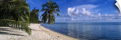 Palm trees on the beach, Matira Beach, Bora Bora, French Polynesia