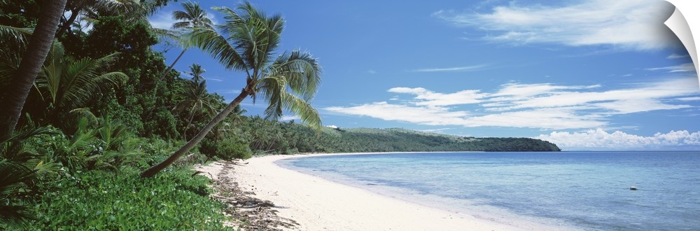 Palm trees on the beach, Nananu-i Ra Island, Fiji