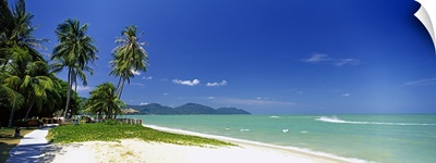 Palm trees on the beach, Penang State, Malaysia