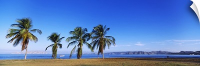 Palm trees on the beach Puerto La Cruz Anzoategui State Venezuela