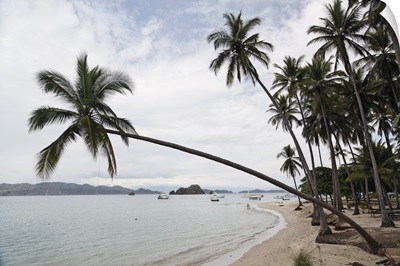 Palm trees on the beach, Puntarenas, Puntarenas Province, Costa Rica