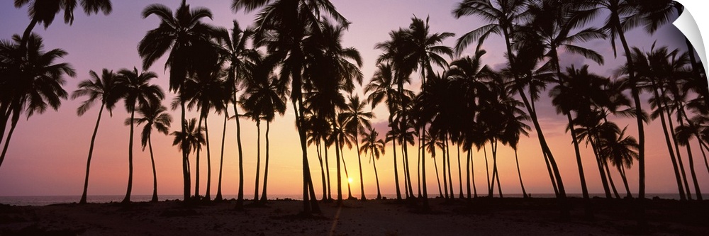 Panoramic picture taken during sun down of palm trees that stand on a beach.